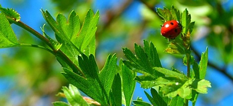 Explorez la phytothérapie
Redécouvrez les multiples facettes de cet art ancien qui a évolué au fil du temps et bénéficie aujourdhui des découvertes modernes