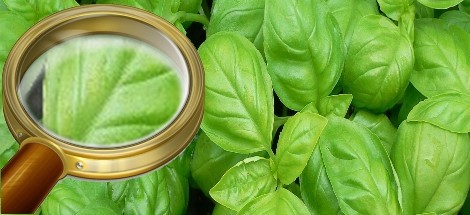 Envie d'apprendre la phytothérapie?
Consultez nos listes d écoles en phytothérapie et herboristerie, les prochains stages thématiques, les lieux à visiter