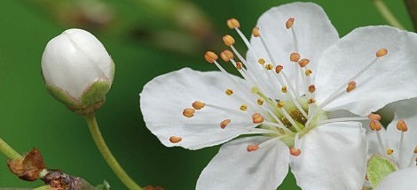 Partageons nos connaissances
Herboristory c'est aussi un forum communautaire sur la phytothérapie où vous pourrez vous partager vos découvertes, expériences, exprimer et suggérer des articles, des idées, des opinions